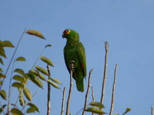 Amazone à lores rouges