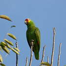 Amazone à lores rouges