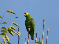 Amazone à lores rouges