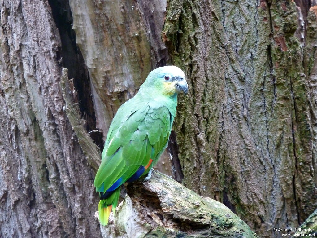 Orange-winged Amazon