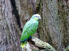 Orange-winged Amazon