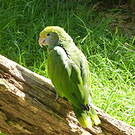 Amazone de Dufresne