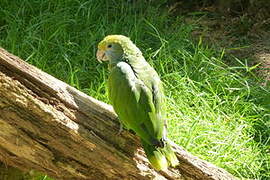 Blue-cheeked Amazon