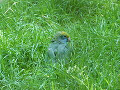 Blue-cheeked Amazon