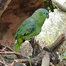 Amazone poudrée