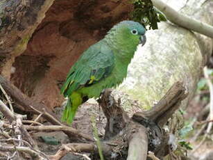 Amazone poudrée