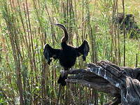 Anhinga d'Afrique