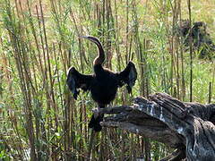 Anhinga d'Afrique