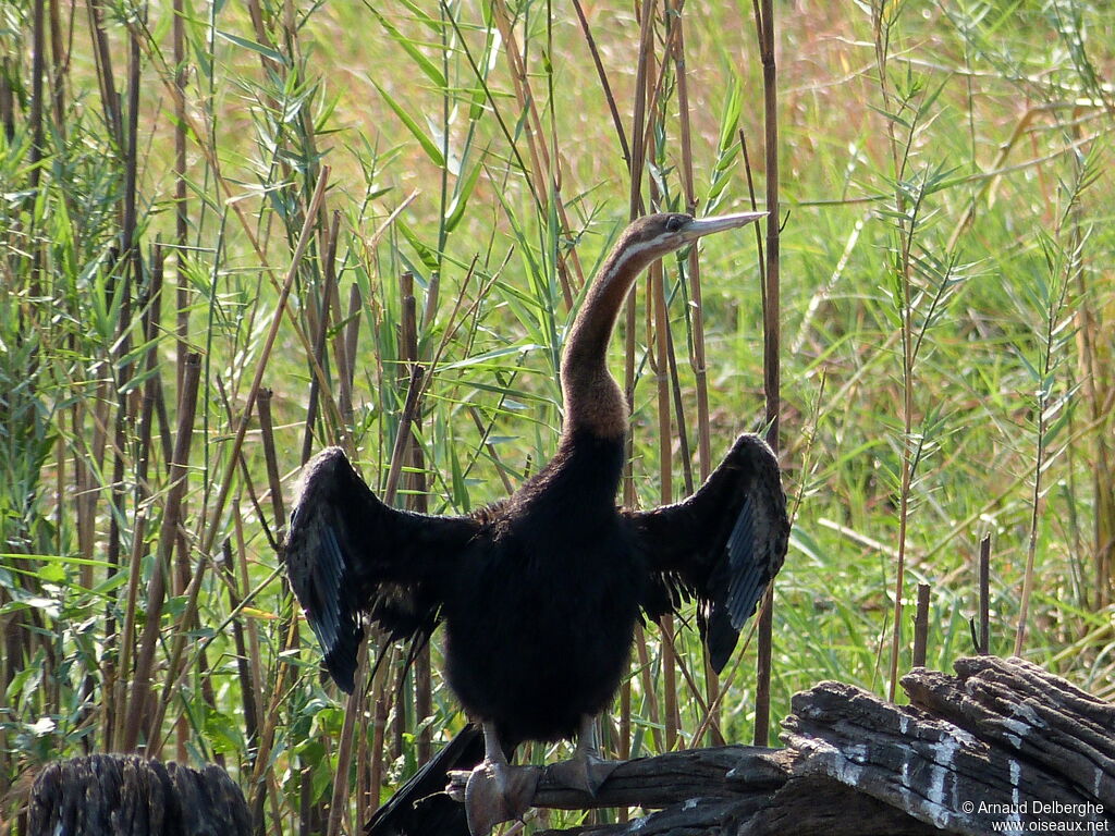 Anhinga d'Afrique