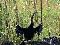 Anhinga d'Afrique