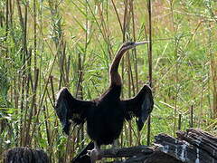 African Darter