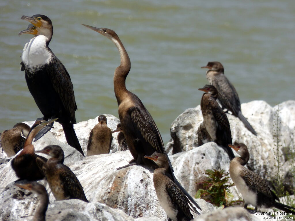 African Darter