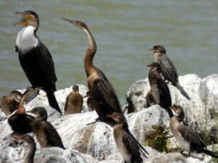 Anhinga d'Afrique