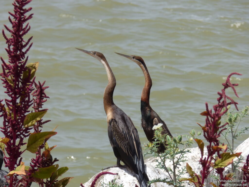 African Darter