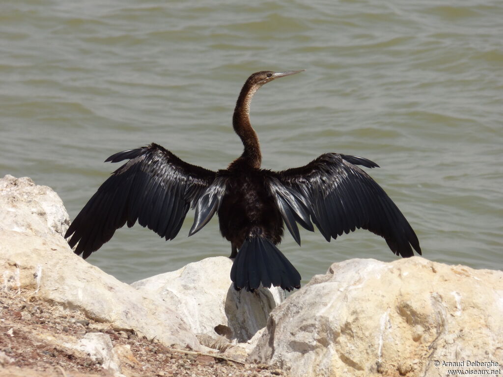 African Darter