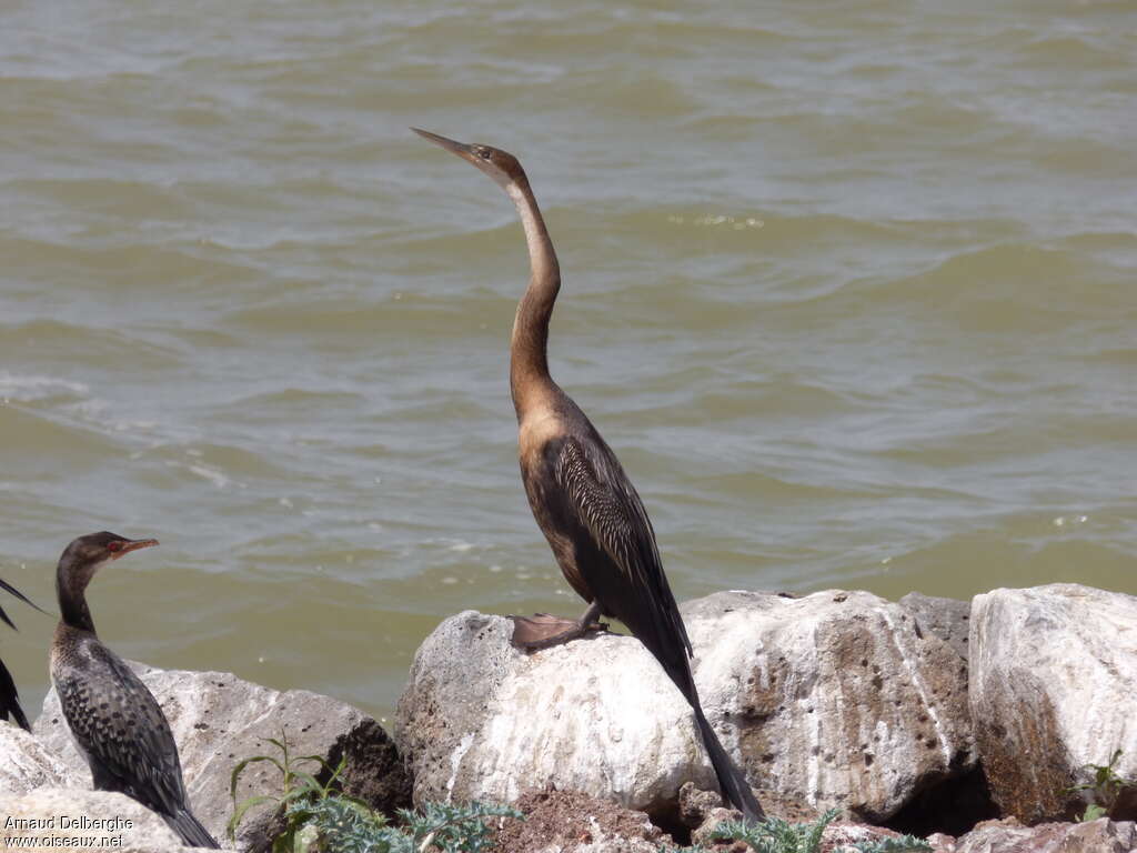 Anhinga d'Afriqueimmature