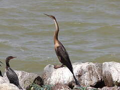 African Darter