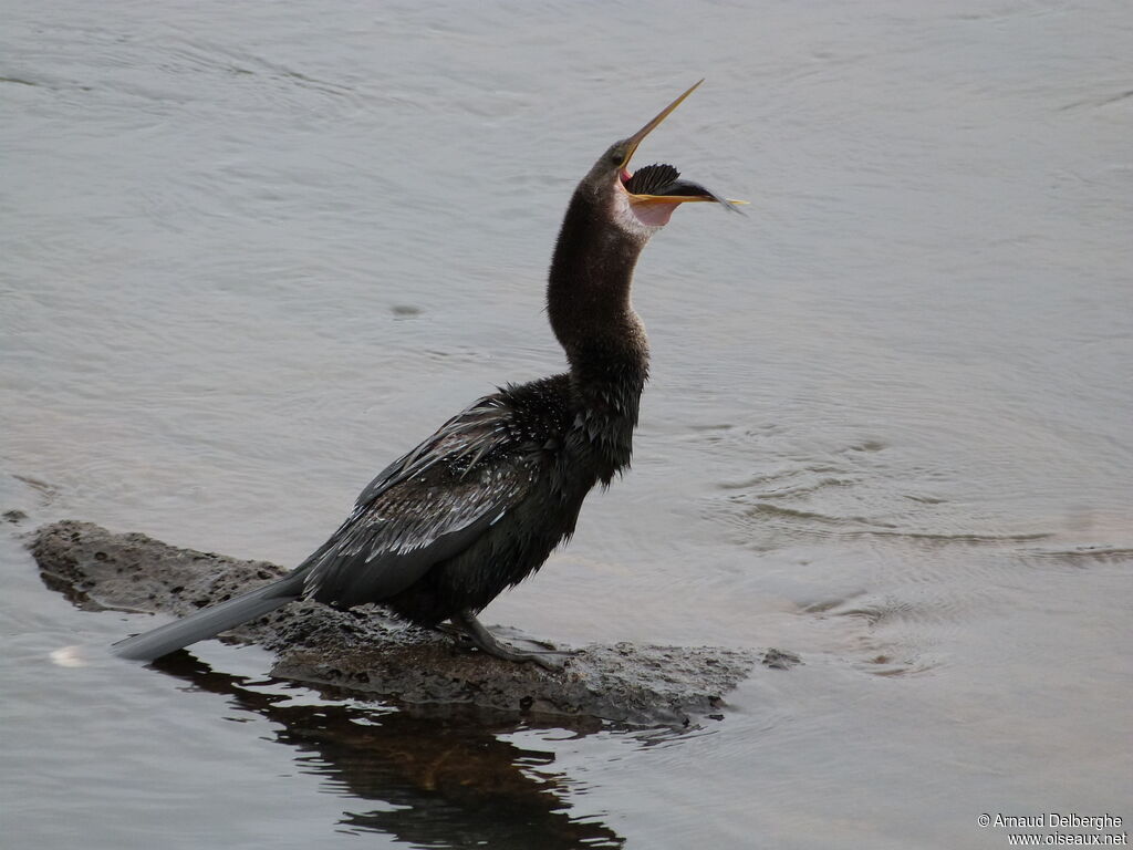 Anhinga