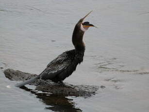 Anhinga d'Amérique