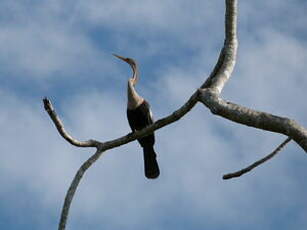 Anhinga d'Amérique