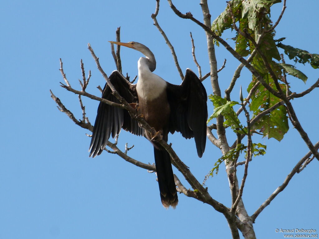 Anhinga