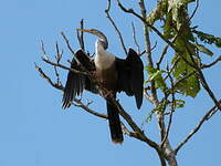 Anhinga d'Amérique