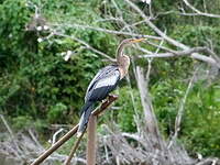 Anhinga d'Amérique