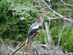 Anhinga