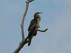 Anhinga d'Australie