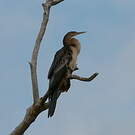 Anhinga d'Australie