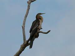 Australasian Darter