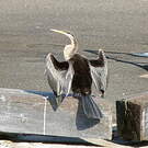Anhinga d'Australie