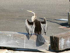 Australasian Darter