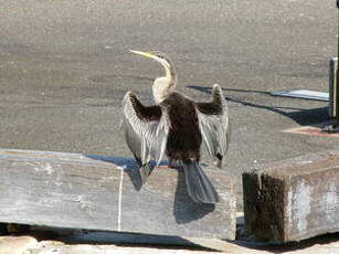 Anhinga d'Australie