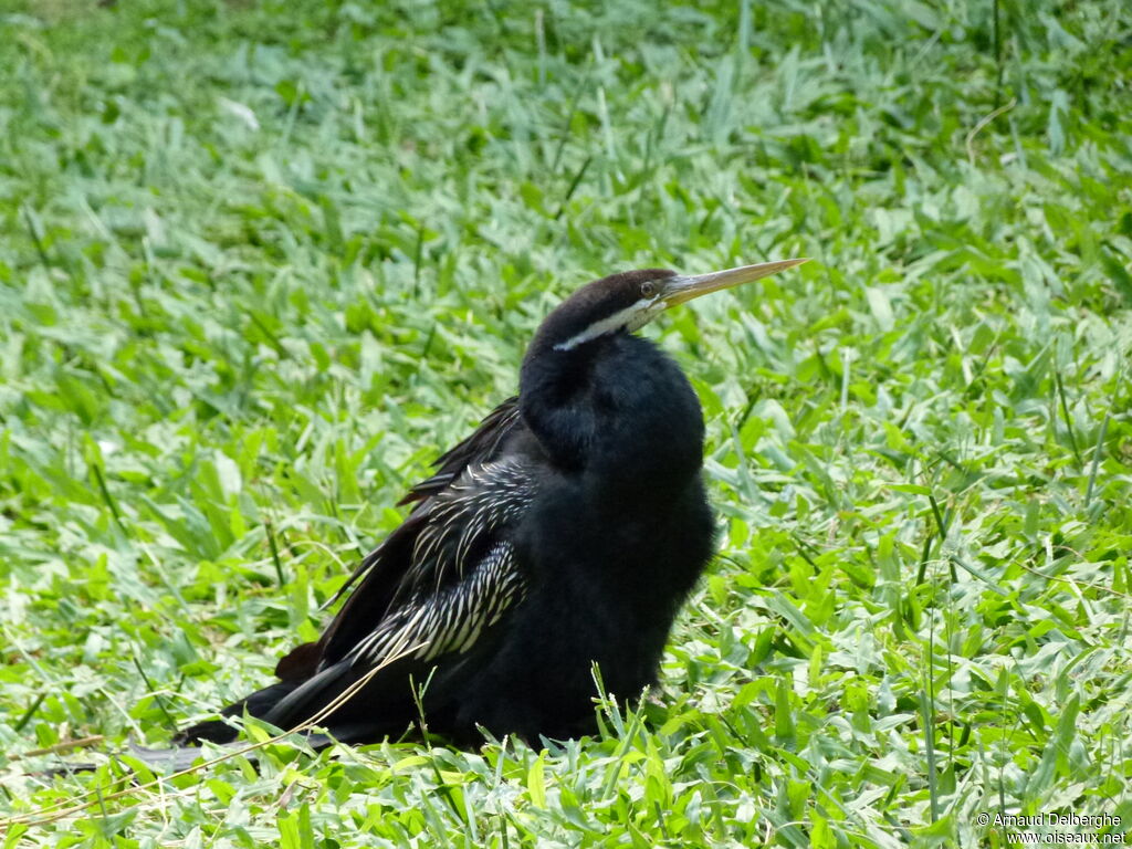 Australasian Darter