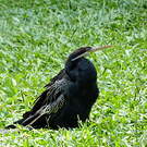 Anhinga d'Australie