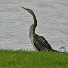 Anhinga d'Australie