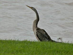 Anhinga d'Australie