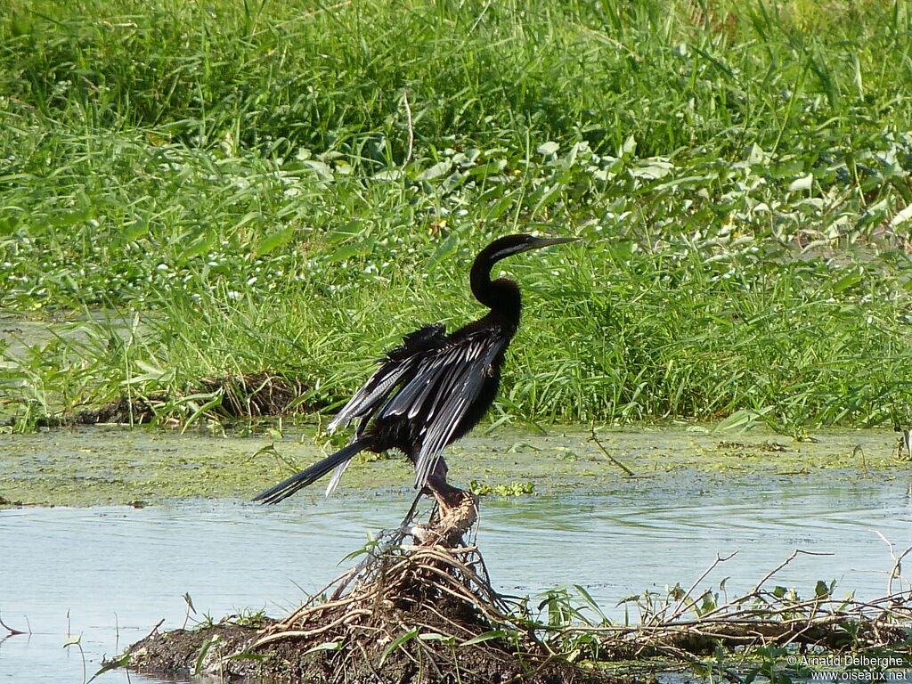 Anhinga d'Australie