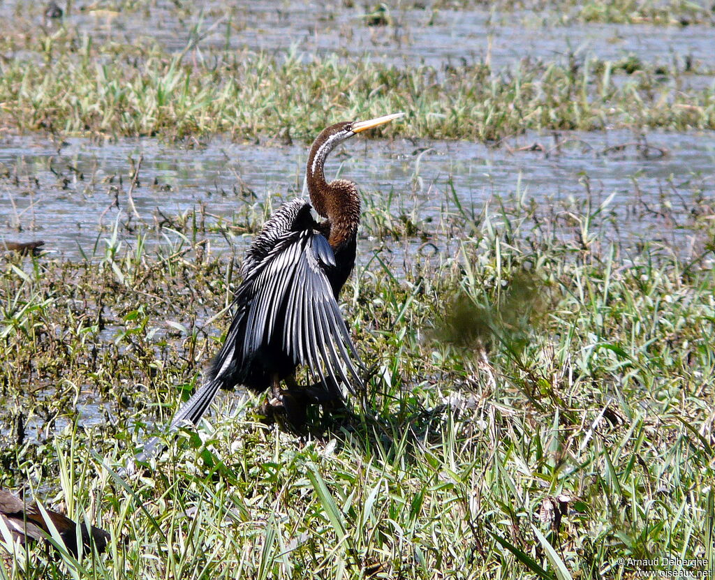 Oriental Darter