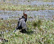 Anhinga roux