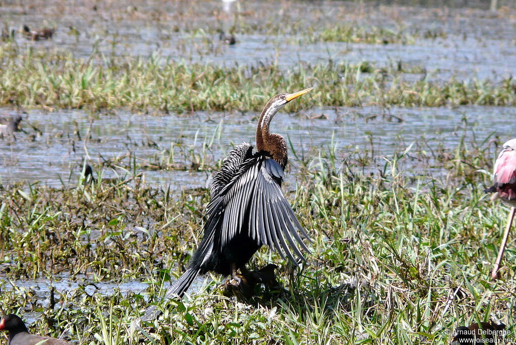 Anhinga roux