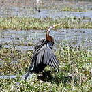 Anhinga roux