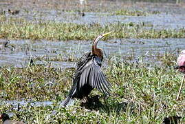 Oriental Darter