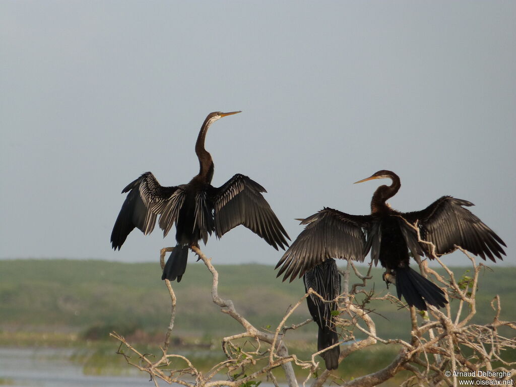 Oriental Darter