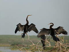 Oriental Darter