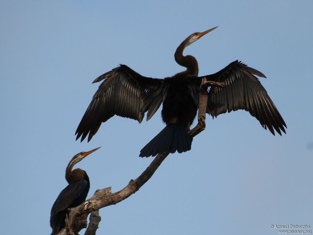 Oriental Darter