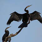 Anhinga roux