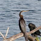 Anhinga roux