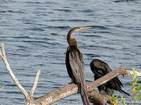 Anhinga roux